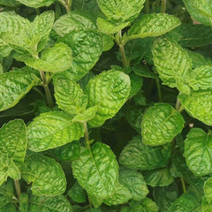 Mint 'Grapefruit' - 4