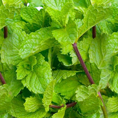Mint 'Indian' - 4