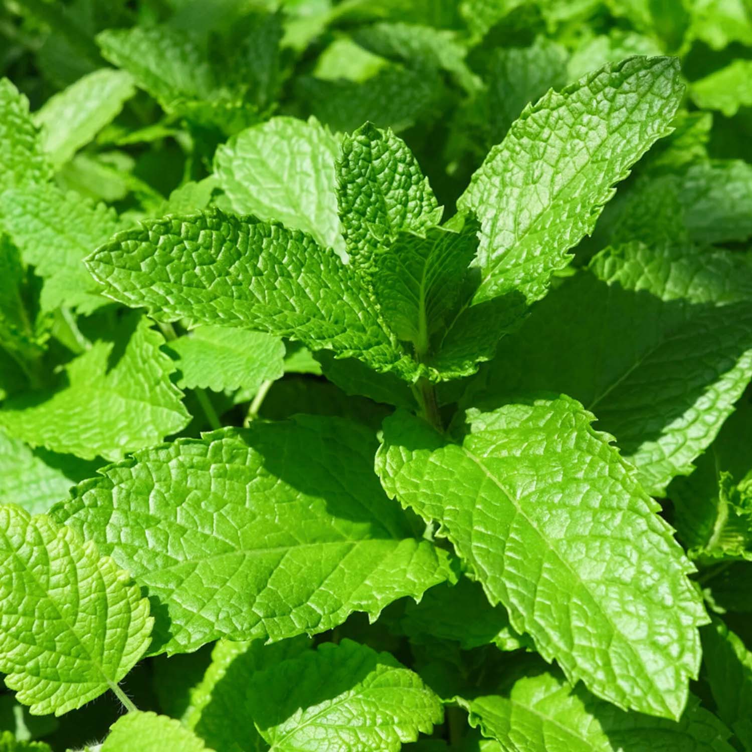 Mint 'Kentucky Colonel' - 4