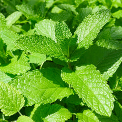 Mint 'Kentucky Colonel' - 4