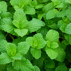 Mint 'Mojito' - 4