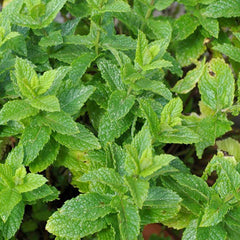 Mint 'Moroccan' - 4