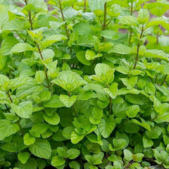 Mint 'Orange' - 4
