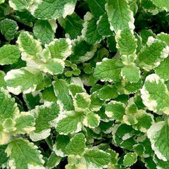 Mint 'Pineapple' - 4