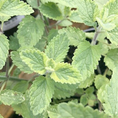 Mint 'Six Hills Gold' - 4" Pot