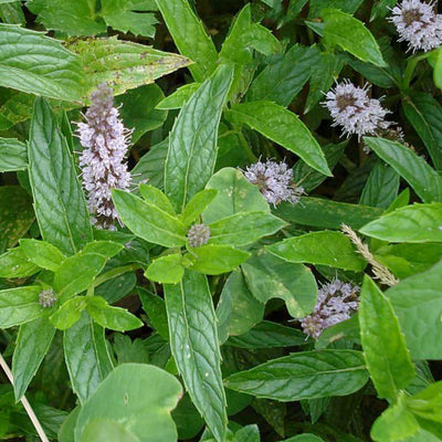 Mint 'Spanish' - 4" Pot