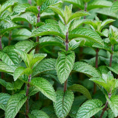 Mint 'Spearmint' - 4