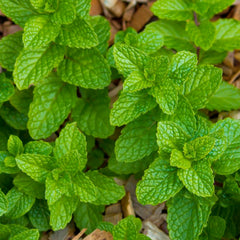 Mint 'Strawberry' - 4