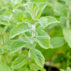 Mint 'Sweet Lemon' - 4