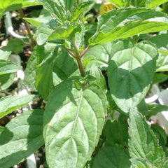 Mint 'Sweet Pear' - 4