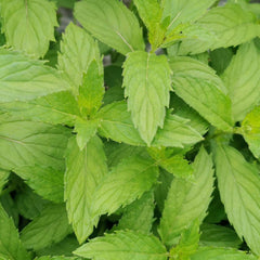 Mint 'Swiss' - 4