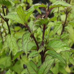 Mint 'Thai' - 4