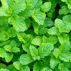 Mint 'Yerba Buena' - 4