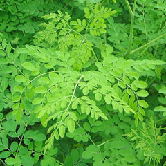 Moringa 'Dwarf' - 4