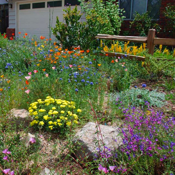 California Native Plants Roger's Gardens