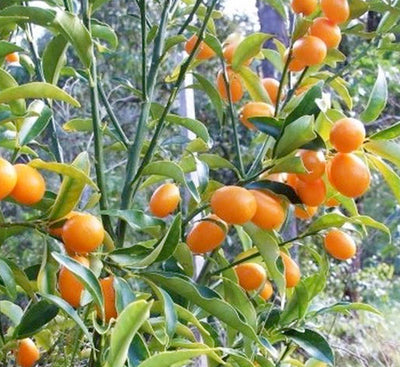 Kumquat 'Nagami' Standard - 5 Gallon