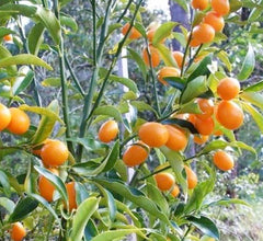 Kumquat 'Nagami' Standard - 15 Gallon
