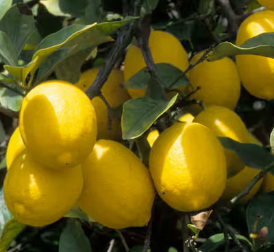 Lemon 'New Zealand Lemonade' Semi-Dwarf - 5 Gallon