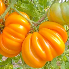 Orange Accordian - 4