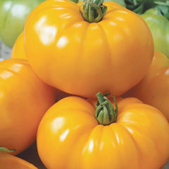 Chef's Choice - Orange - 4