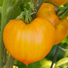 Orange Oxheart - 4