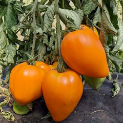 Orange Strawberry - 4