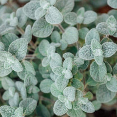 Oregano 'Dittany of Crete' - 4