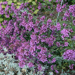 Oregano 'Hopley's Purple' - 4