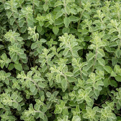 Oregano 'Hot & Spicy' - 4