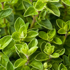 Oregano 'Compactum' - 4