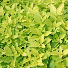 Oregano 'Golden' - 4
