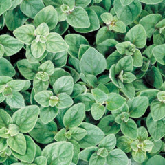 Oregano 'Greek' - 4