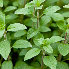 Oregano 'Italian' - 4
