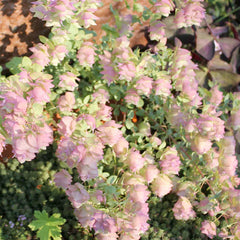 Oregano 'Kent Beauty' - 4