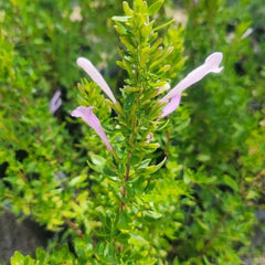 Oregano 'Mexican' - 4