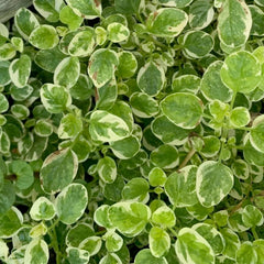 Oregano 'Variegated' - 4