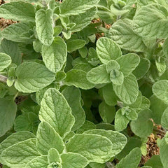 Oregano 'Za'atar' - 4