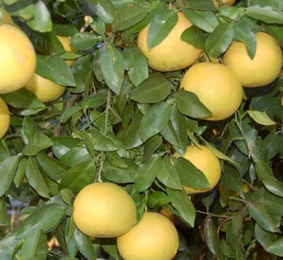 Grapefruit 'Oroblanco' Standard - 5 Gallon