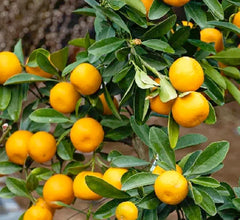 Mandarin 'Owari Satsuma' Standard - 5 Gallon