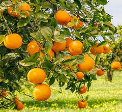 Mandarin 'Page' Semi-Dwarf - 15 Gallon