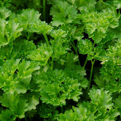 Parsley 'Curled' - 4
