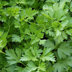 Parsley 'Italian' - 4