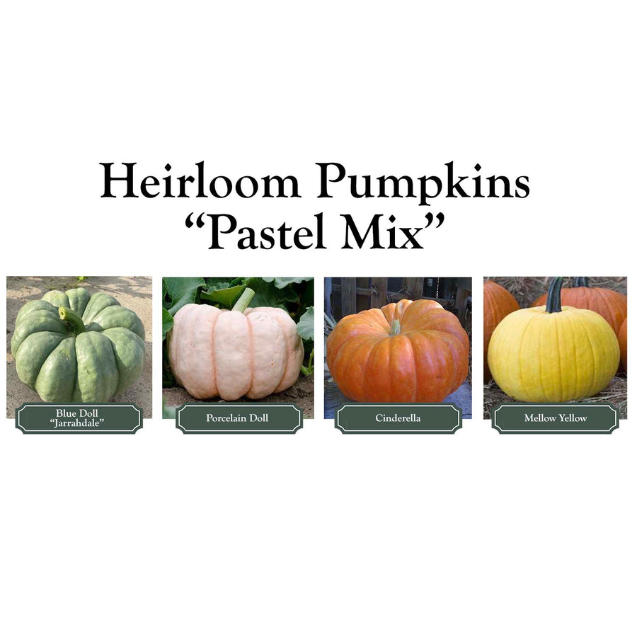 Pastel Mix heirloom pumpkin palette