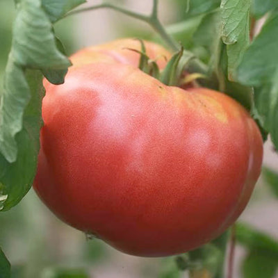 1 GAL TOMATO 'PEG 'O MY HEART'