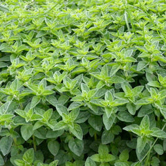 Pennyroyal - 4