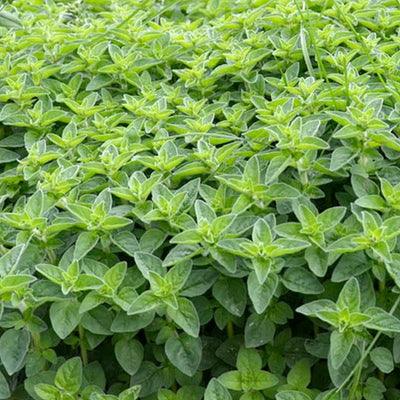 Pennyroyal - 4" Pot