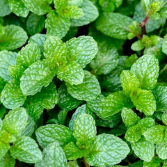 Mint 'Peppermint' - 4