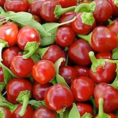 Piccante Calabrese - 4" Pot