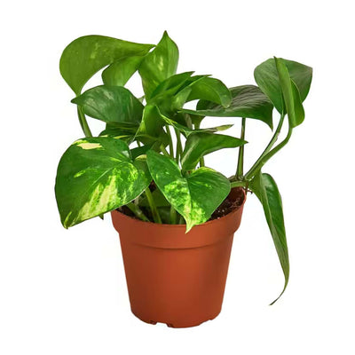 Pothos 'Golden' - 4"