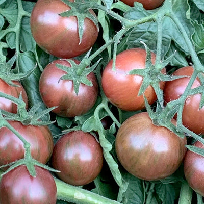 Bumblebee, Purple - 4" Pot